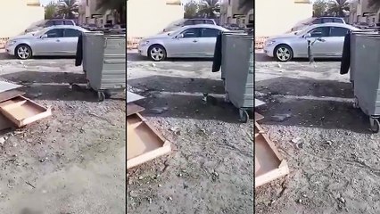 Un chat qui chasse un oiseau