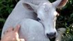 Momma Cow Hides Newborn Calf in Orchard