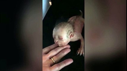 Xôn xao sinh vật như mèo có đầu giống người ở Malaysia