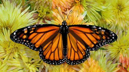 Butterflies morphing GIF