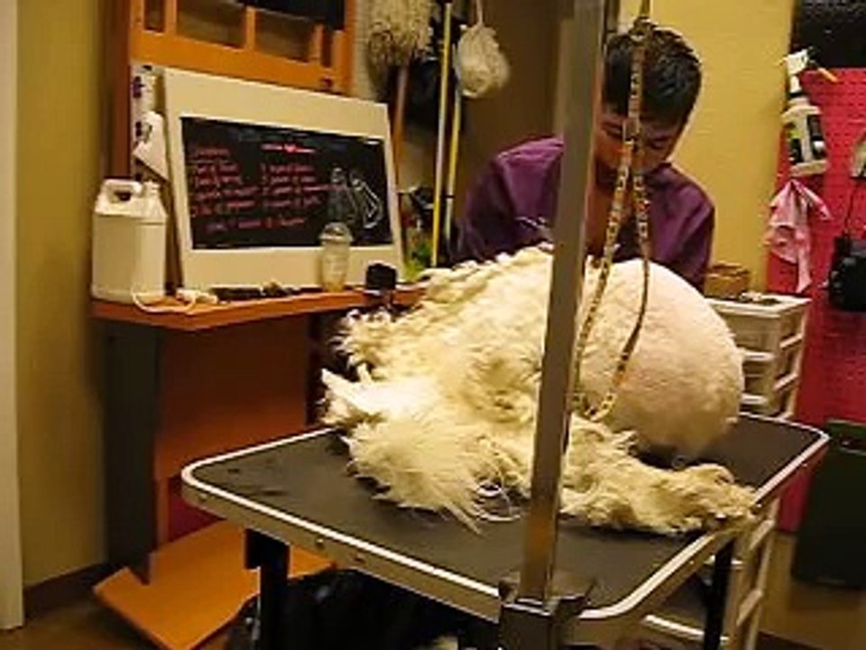 Winnie Matted Dog Groom Video 2 of 4