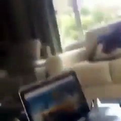 Un chat fait face à un chien avec une classe extrême