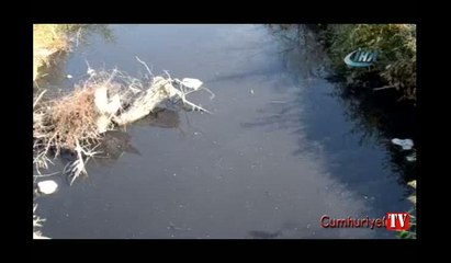 Fabrika atıkları balıkları oksijensiz bıraktı