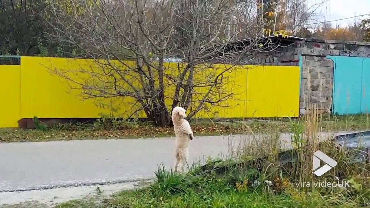 Ce chien tient debout sur ses 2 pattes arrières et marche !