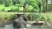 Sauvetage d'un Elephant à coups de feux d'artifices et cordes dans un canal !