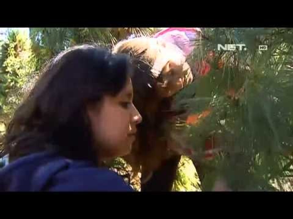 NET12   Usaha perkebunan pinus dan cemara di Meksiko menggeliat