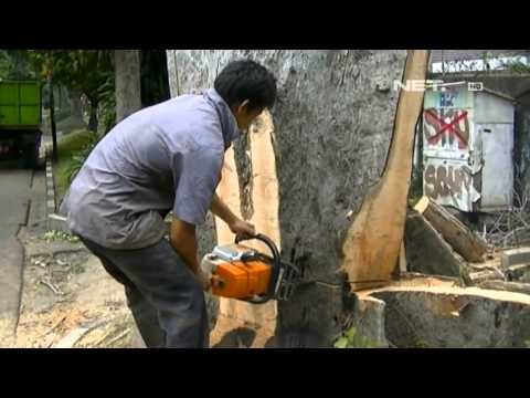 NET17 - Pohon di jalan protokol Bogor mulai ditebang mencegah terjadinya pohon tumbang