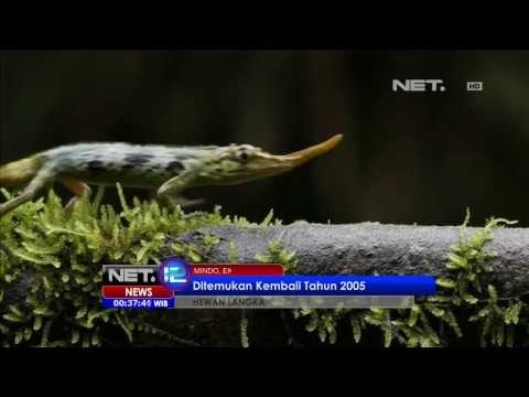 NET24 - Kadal Pinokio Ditemukan Kembali Setelah Punah 50 Tahun di Ekuador
