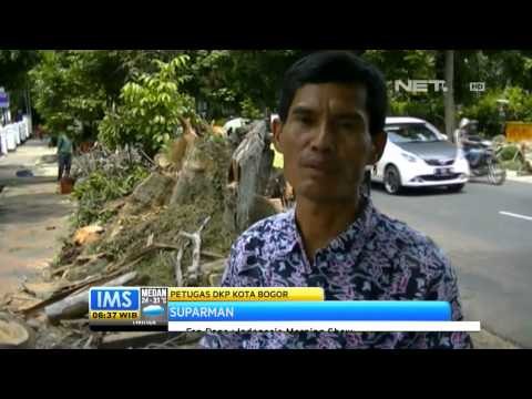 IMS - Antisipasi pohon tumbang di Bogor