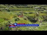 NET12 - Daun busuk dan ulat serang tanaman kol di Garut, petani terpaksa panen dini