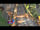 NET12   Pathek atau penyakit buah busuk menyerang tanaman cabai petani Garut