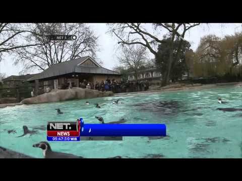 Penjaga dan perawat Satwa di KBS London lakukan sensus Satwa - NET5