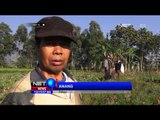 Kualitas Sayur di Garut Meningkat Dampak Kemarau - NET12