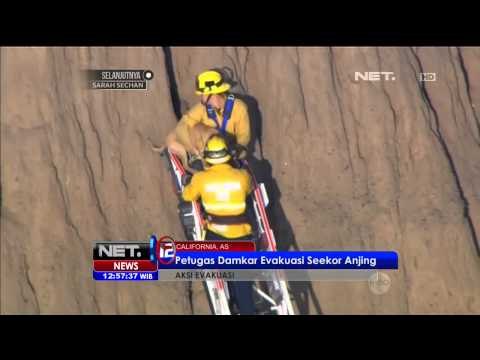 Petugas pemadam kebakaran evakuasi seekor anjing dari tebing tinggi di California - NET12