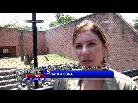 Antisipasi cuaca panas, satwa penghuni kebun binatang dapat perlakukan istimewa - NET5