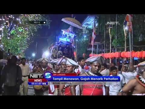 Parade Gajah Hias di Sri Lanka - NET5