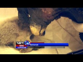 NET12 - Berkenalan dengan Raiman Noe, bayi burung Kondor di Buenos Aires Argentina