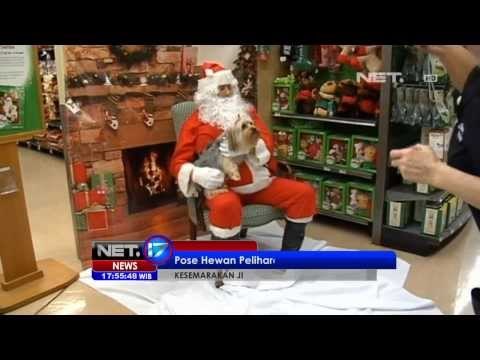 NET17 - Hewan peliharaan berfoto bersama Santa Klaus