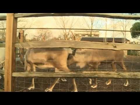 IMS - Kamera Deteksi Panas