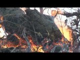 NET12 - Kebakaran ratusan hektar hutan di Amerika