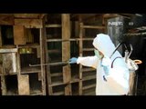 NET17 - Dinas Pertanian dan Ketahanan pangan Bandung musnahkan Kandang Unggas Positif Flu Burung