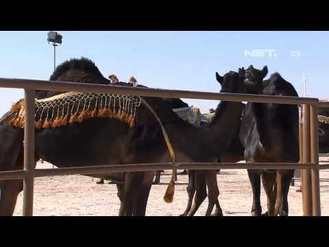 IMS - Kontes Kecantikan Unta - Abu Dhabi