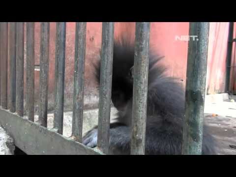 NET12 - Dua ekor singa asal Afrika di Taman Satwa Garut