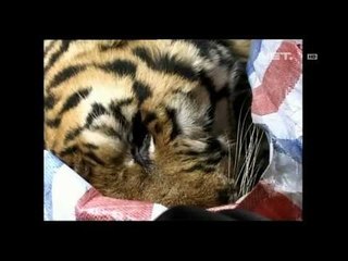 IMS - Razia penyelundupan hewan langka di China