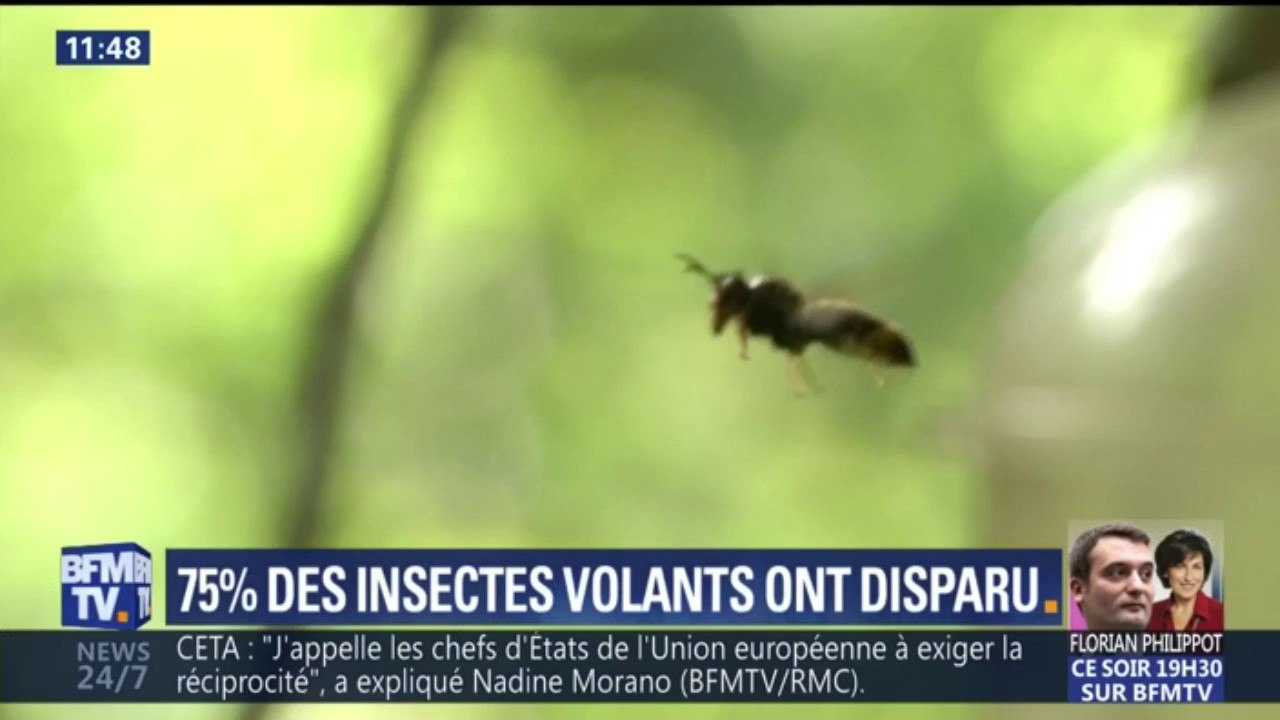 "Bientôt, on n'entendra plus une mouche voler." Pourquoi les insectes volants disparaissent ?