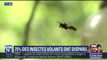 "Bientôt, on n'entendra plus une mouche voler." Pourquoi les insectes volants disparaissent ?