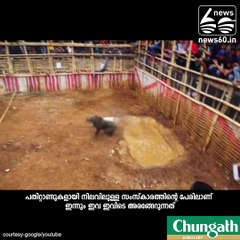 കാട്ടുപന്നികളും നായ്ക്കളും തമ്മിലുള്ള പോരാട്ടം...