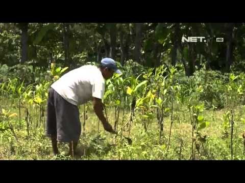 NET12 - Ladang tembakau warga di Ponorogo layu dan mati