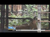 IMS - Kambing gunung mati di kebun binatang Surabaya