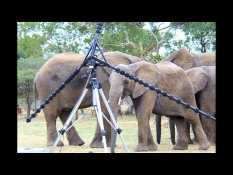 NET12 - Ahli Biologi Austria Membuat Alat Deteksi Penyelamatan Gajah