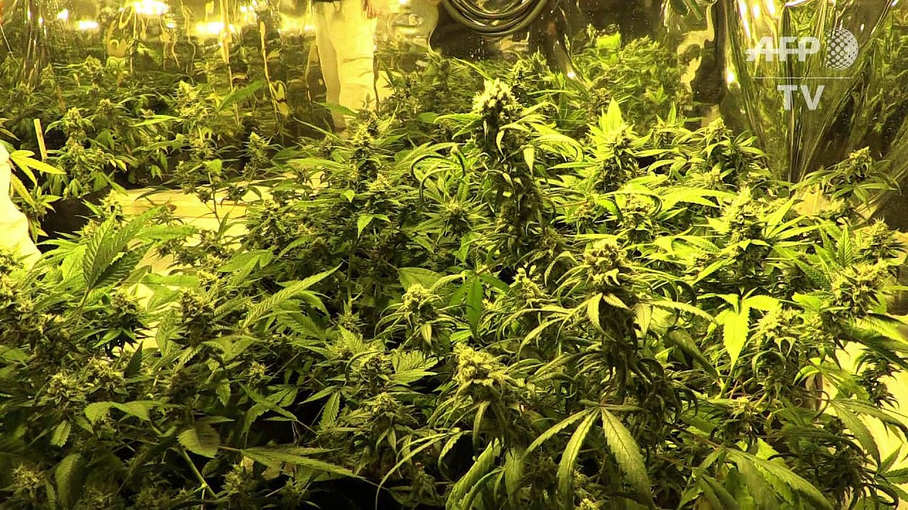 Congresso do Peru aprova uso medicinal da maconha