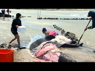 NET5 - Paus terdampar di New Zealand