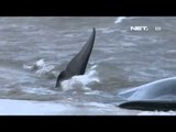 NET5 - Paus paus terdampar disuntik mati