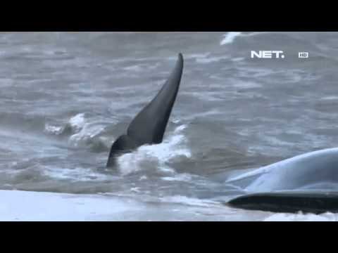 NET5 - Paus paus terdampar disuntik mati