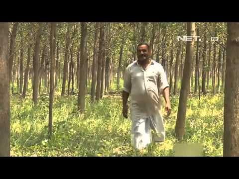 NET12 - Upaya penanaman pohon dilakukan di berbagai belahan dunia