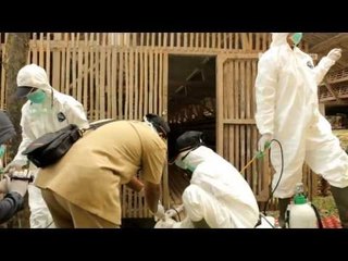 NET12  - Puluhan ribu ayam petelur mati di ciamis