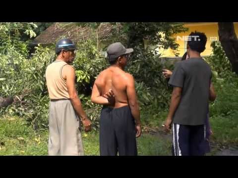 NET5 - Angin Puting Beliung Melanda Jawa Timur