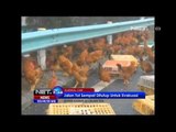 NET24 - Polisi kewalahan tangkap ayam kabur di jalan tol Guizhouu China