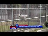 NET12 - Satu Lagi Satwa Kebun Binatang Surabaya Mati