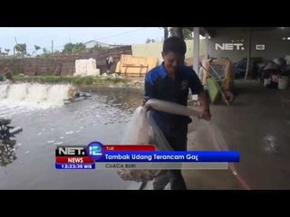 NET 12 - Petambak Tuban terimbas cuaca buruk