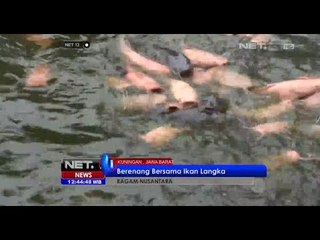 NET12 - Paparan abu vulkanis mengimbas rusaknya sayuran siap panen di Kab. Malang