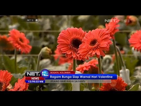 NET12 Para petani bunga di Columbia tengah bersiap sambut datangnya hari Valentine