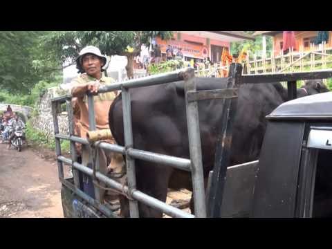 NET12 - Pengungsi ancaman longsor Situbondo terserang penyakit