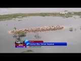 NET5 - Puluhan Ribu Ternak Terjebak Akibat Banjir di Bolivia