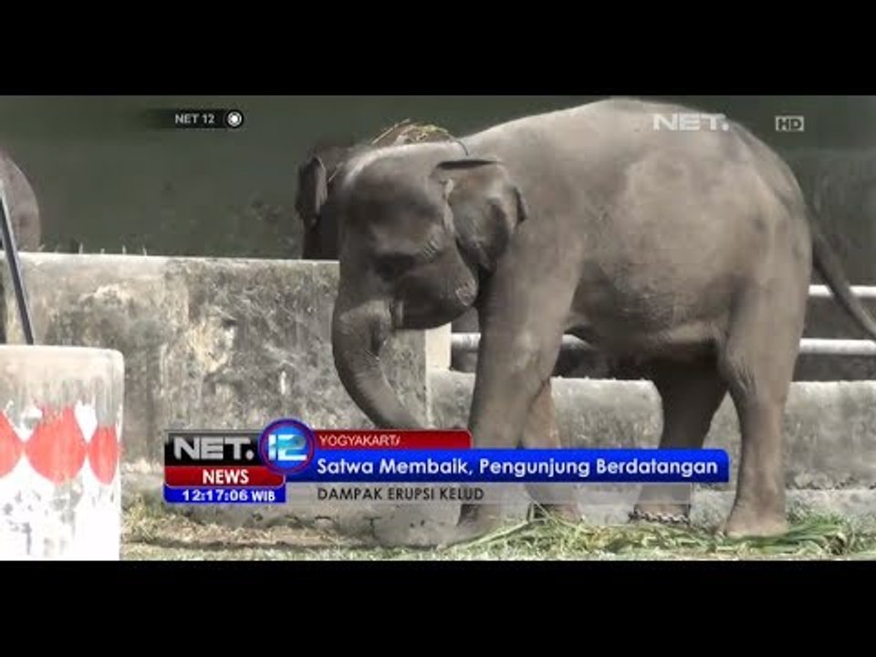 NET12 - Satwa Kebun Binatang Gembiraloka membaik pasca letusan Gn Kelud