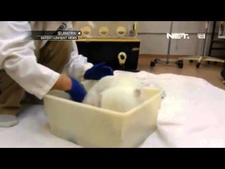 NET17 - Bayi beruang di Toronto Kanada